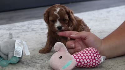 Natasha, a female Cavapoo for sale in Dundee, OH – 10 of 10