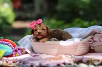 Leah, a female Poodle - Toy  for sale in Dundee, OH – 8 of 9