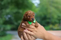 Bodie, a male Goldendoodle for sale in Dundee, OH – 6 of 7