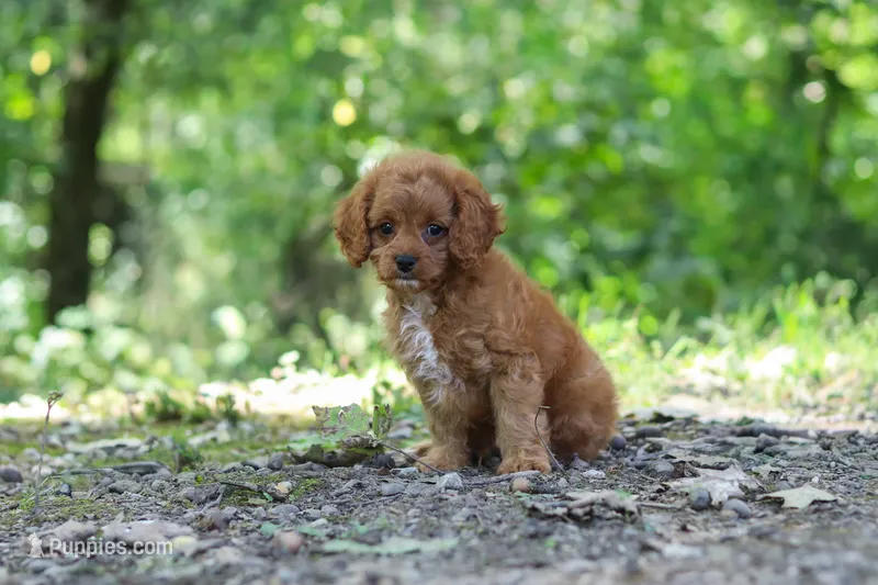 Victor – Cavapoo puppy for sale in Dundee, OH
