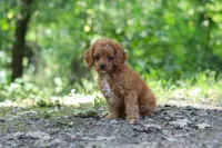 Victor, a male Cavapoo for sale in Dundee, OH – 2 of 10