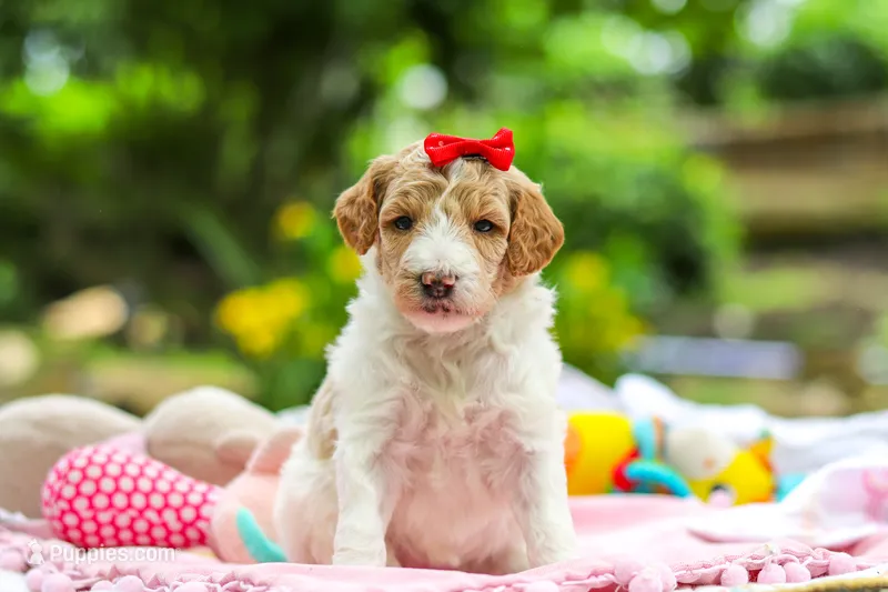 Willow – Poodle - Standard  puppy for sale in Dundee, OH