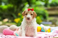 AKC Willow, a female Poodle - Standard  for sale in Dundee, OH – 1 of 8
