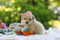 Aleah, a female Maltipoo for sale in Dundee, OH – 4 of 6