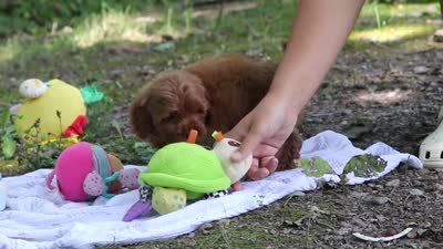 Hunter, a male Miniature Goldendoodle for sale in Dundee, OH – 10 of 10