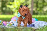 Caleb, a male Miniature Goldendoodle for sale in Dundee, OH – 7 of 10