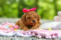 Lilly, a female Poodle - Toy  for sale in Dundee, OH – 8 of 9
