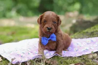 Sparky, a male Miniature Goldendoodle for sale in Dundee, OH – 6 of 6