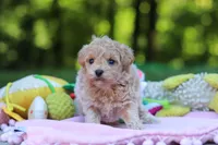 Alice, a female Maltipoo for sale in Dundee, OH – 3 of 5