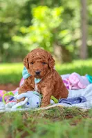Caleb, a male Miniature Goldendoodle for sale in Dundee, OH – 10 of 10