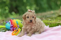 AKC Roxie, a female Poodle - Toy  for sale in Dundee, OH – 5 of 10