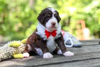 Maverick, a male Bernedoodle for sale in Dundee, OH – 4 of 10