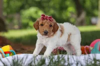 AKC Zoey, a female Poodle - Standard  for sale in Dundee, OH – 8 of 9