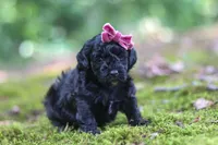 AKC Belle, a female Poodle - Toy  for sale in Dundee, OH – 4 of 8