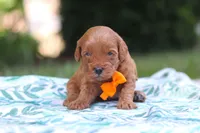 Hunter, a male Miniature Goldendoodle for sale in Dundee, OH – 6 of 10
