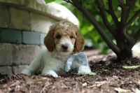 AKC Nash, a male Poodle - Standard  for sale in Dundee, OH – 9 of 10
