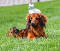 AKC Alex, a male Miniature Dachshund for sale in Dundee, OH – 3 of 6