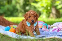 Caleb, a male Miniature Goldendoodle for sale in Dundee, OH – 4 of 10