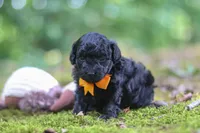AKC Wilson, a male Poodle - Toy  for sale in Dundee, OH – 8 of 9