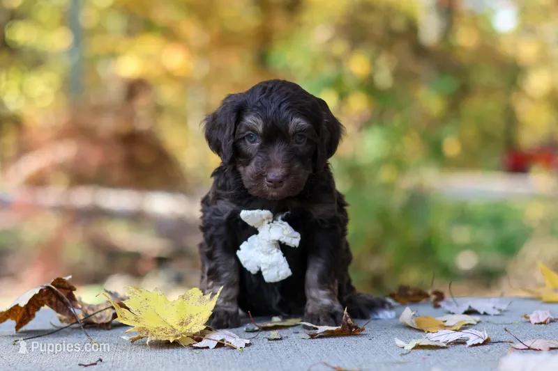 Nemo – Bernedoodle puppy for sale in Dundee, OH
