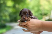 Maverick, a male Miniature Dachshund for sale in Dundee, OH – 4 of 10