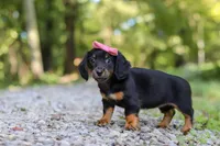 AKC Everly, a female Miniature Dachshund for sale in Dundee, OH – 2 of 8