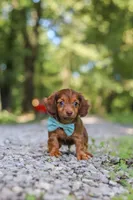 AKC Nemo, a male Miniature Dachshund for sale in Dundee, OH – 8 of 10