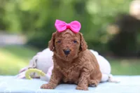 Jewel, a female Miniature Goldendoodle for sale in Dundee, OH – 3 of 9