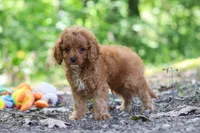 Victor, a male Cavapoo for sale in Dundee, OH – 7 of 10