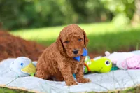 Toby, a male Miniature Goldendoodle for sale in Dundee, OH – 8 of 10