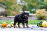 Millie, a female Bernedoodle for sale in Dundee, OH – 3 of 8