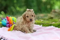 AKC Roxie, a female Poodle - Toy  for sale in Dundee, OH – 4 of 10