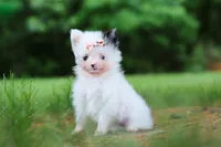Kitty, a female Pomeranian for sale in Dundee, OH – 7 of 10