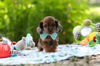 AKC Oscar, a male Miniature Dachshund for sale in Dundee, OH – 5 of 9