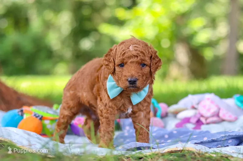 Caleb – Miniature Goldendoodle puppy for sale in Dundee, OH