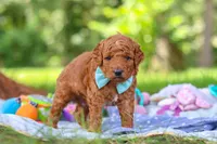 Caleb, a male Miniature Goldendoodle for sale in Dundee, OH – 1 of 10
