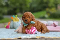 Clark, a male Goldendoodle for sale in Dundee, OH – 7 of 7