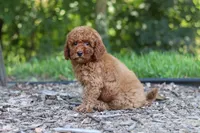 Benji, a male Miniature Goldendoodle for sale in Dundee, OH – 3 of 10