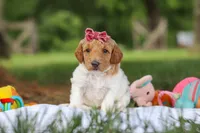 AKC Zoey, a female Poodle - Standard  for sale in Dundee, OH – 4 of 9
