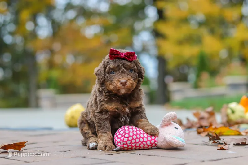 Peaches – Bernedoodle puppy for sale in Dundee, OH