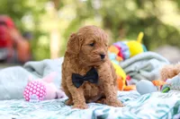 Wally, a male Cavapoo for sale in Dundee, OH – 4 of 10