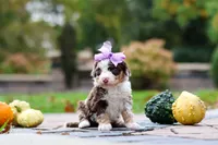 Savannah, a female Bernedoodle for sale in Dundee, OH – 4 of 5