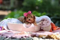 Leah, a female Poodle - Toy  for sale in Dundee, OH – 9 of 9
