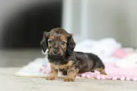 AKC Dolly, a female Miniature Dachshund for sale in Dundee, OH – 5 of 6