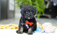 Caleb, a male Miniature Aussiedoodle for sale in Dundee, OH – Photo 3 of 7