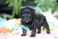 Caleb, a male Miniature Aussiedoodle for sale in Dundee, OH – Photo 7 of 8