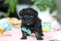 Caleb, a male Miniature Aussiedoodle for sale in Dundee, OH – Photo 2 of 8