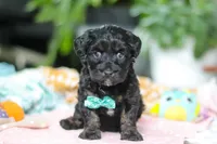 Caleb, a male Miniature Aussiedoodle for sale in Dundee, OH – Photo 1 of 8