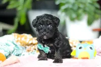 Caleb, a male Miniature Aussiedoodle for sale in Dundee, OH – Photo 6 of 8