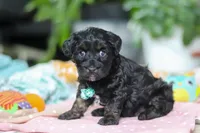 Caleb, a male Miniature Aussiedoodle for sale in Dundee, OH – Photo 3 of 8
